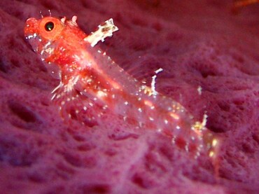 Blackedge Triplefin - Enneanectes atrorus - Grand Cayman