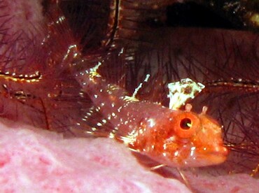 Blackedge Triplefin - Enneanectes atrorus - Grand Cayman