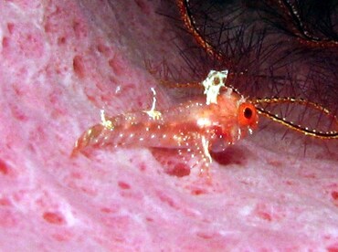 Blackedge Triplefin - Enneanectes atrorus - Grand Cayman