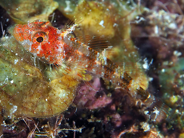 Blackedge Triplefin - Enneanectes atrorus - Turks and Caicos