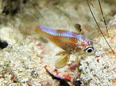 Blackfin Cardinalfish - Astrapogon puncticulatus - Palm Beach, Florida