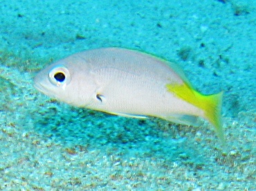 Blackfin Snapper - Lutjanus buccanella - Grand Cayman