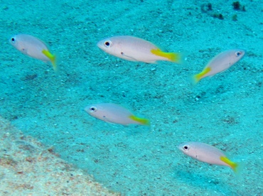 Blackfin Snapper - Lutjanus buccanella - Grand Cayman