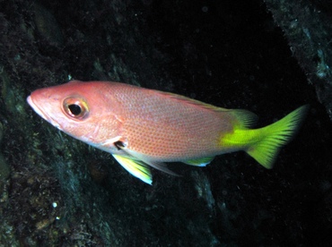 Blackfin Snapper - Lutjanus buccanella - Grand Cayman