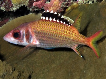 Blackfin Squirrelfish - Neoniphon opercularis - Palau