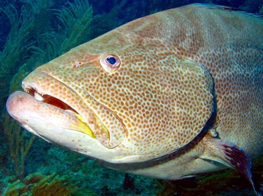 Black Grouper - Mycteroperca bonaci - Belize
