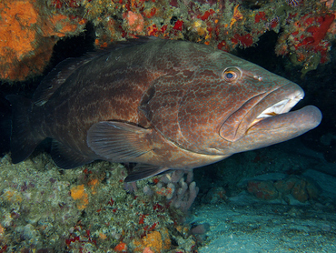 Black Grouper - Mycteroperca bonaci - Cozumel, Mexico
