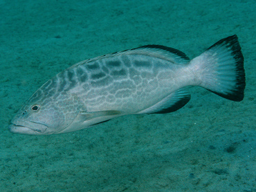 Black Grouper - Mycteroperca bonaci - Palm Beach, Florida