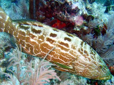 Black Grouper - Mycteroperca bonaci - Key Largo, Florida