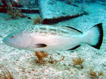 Black Grouper - Mycteroperca bonaci - Key Largo, Florida