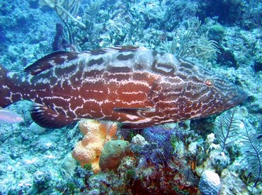 Black Grouper - Mycteroperca bonaci - Nassau, Bahamas