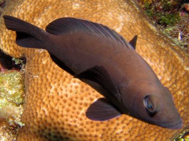 Black Hamlet - Hypoplectrus nigricans - Bonaire