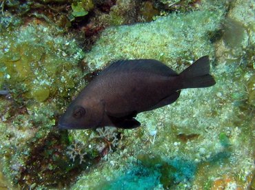 Black Hamlet - Hypoplectrus nigricans - Bonaire