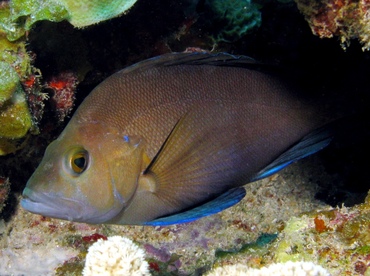 Black Hamlet - Hypoplectrus nigricans - St Thomas, USVI