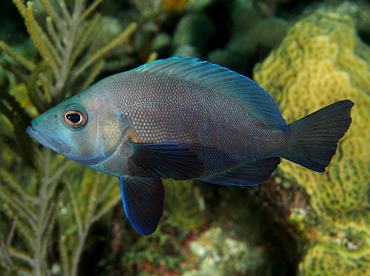 Black Hamlet - Hypoplectrus nigricans - Roatan, Honduras