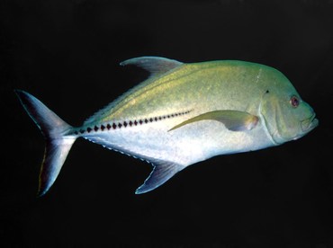 Black Jack - Caranx lugubris - Nassau, Bahamas