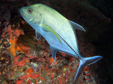 Black Jack - Caranx lugubris - Eleuthera, Bahamas