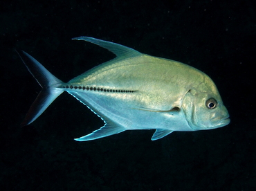 Black Jack - Caranx lugubris - Palau