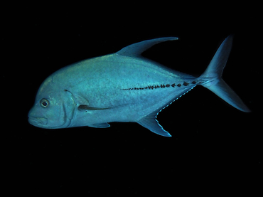 Black Jack - Caranx lugubris - Great Barrier Reef, Australia