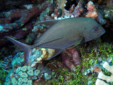 Black Jack - Caranx lugubris - Great Barrier Reef, Australia