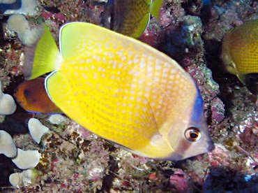 Blacklip Butterflyfish - Chaetodon kleinii - Lanai, Hawaii