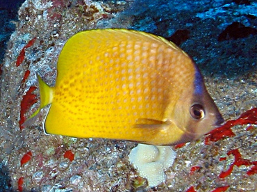 Blacklip Butterflyfish - Chaetodon kleinii - Lanai, Hawaii