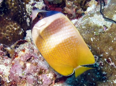 Blacklip Butterflyfish - Chaetodon kleinii - Palau