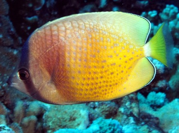 Blacklip Butterflyfish - Chaetodon kleinii - Maui, Hawaii