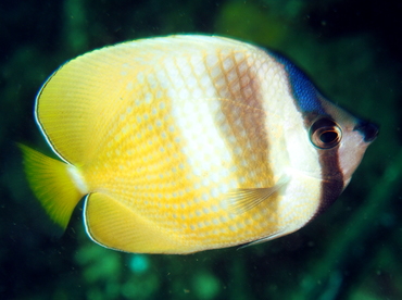 Blacklip Butterflyfish - Chaetodon kleinii - Lembeh Strait, Indonesia