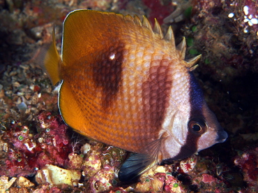 Blacklip Butterflyfish - Chaetodon kleinii - Fiji