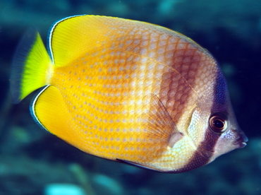 Blacklip Butterflyfish - Chaetodon kleinii - Bali, Indonesia