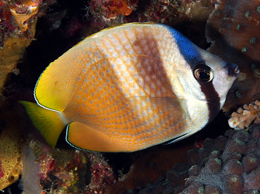 Blacklip Butterflyfish - Chaetodon kleinii - Wakatobi, Indonesia