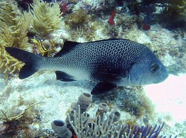 Black Margate - Anisotremus surinamensis - Key West, Florida