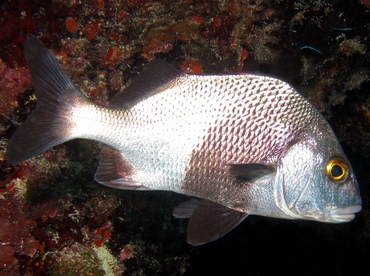 Black Margate - Anisotremus surinamensis - Key Largo, Florida