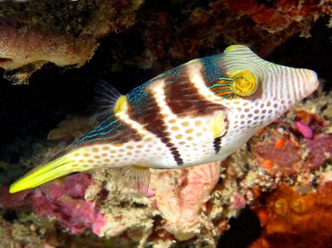 Black-Saddled Toby - Canthigaster valentini - Palau