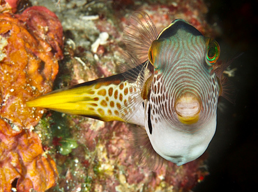 Black-Saddled Toby - Canthigaster valentini - Wakatobi, Indonesia