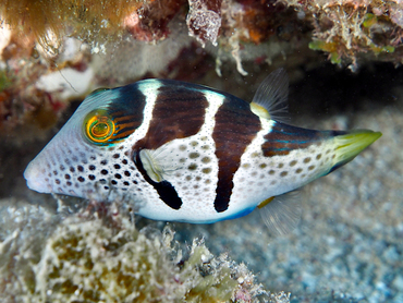 Black-Saddled Toby - Canthigaster valentini - Great Barrier Reef, Australia