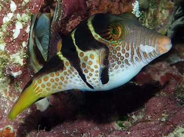 Black-Saddled Toby - Canthigaster valentini - Great Barrier Reef, Australia