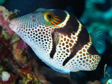 Black-Saddled Toby - Canthigaster valentini - Komodo, Indonesia