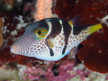 Black-Saddled Toby - Canthigaster valentini - Komodo, Indonesia