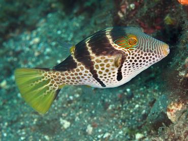 Black-Saddled Toby - Canthigaster valentini - Bali, Indonesia