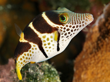 Black-Saddled Toby - Canthigaster valentini - Wakatobi, Indonesia