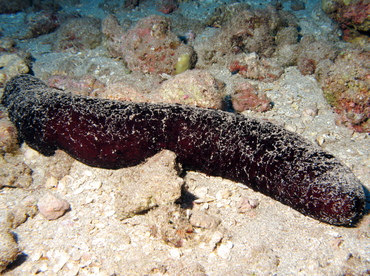 Black Sea Cucumber - Holothuria atra - Lanai, Hawaii