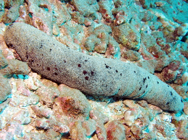 Black Sea Cucumber - Holothuria atra - Lanai, Hawaii