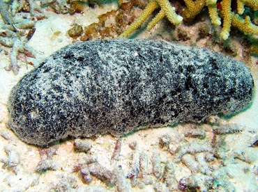 Black Sea Cucumber - Holothuria atra - Palau