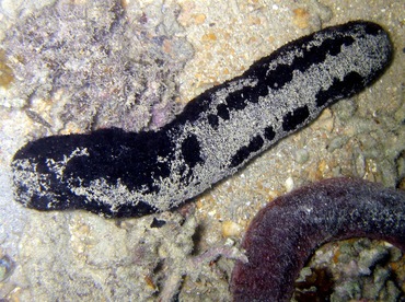 Black Sea Cucumber - Holothuria atra - Palau
