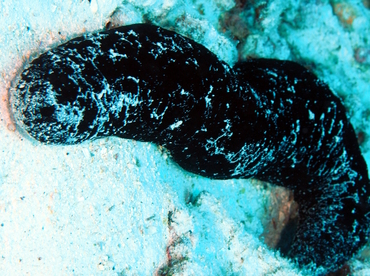 Black Sea Cucumber - Holothuria atra - Big Island, Hawaii