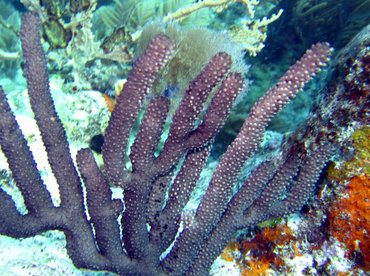 Black Sea Rod - Plexaurella homomalla - Bonaire