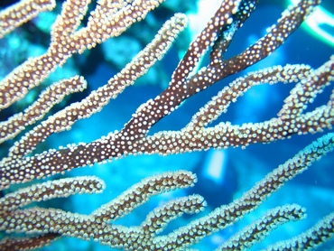 Black Sea Rod - Plexaurella homomalla - Grand Cayman