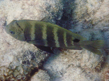 Blackspot Sergeant - Abudefduf sordidus - Big Island, Hawaii